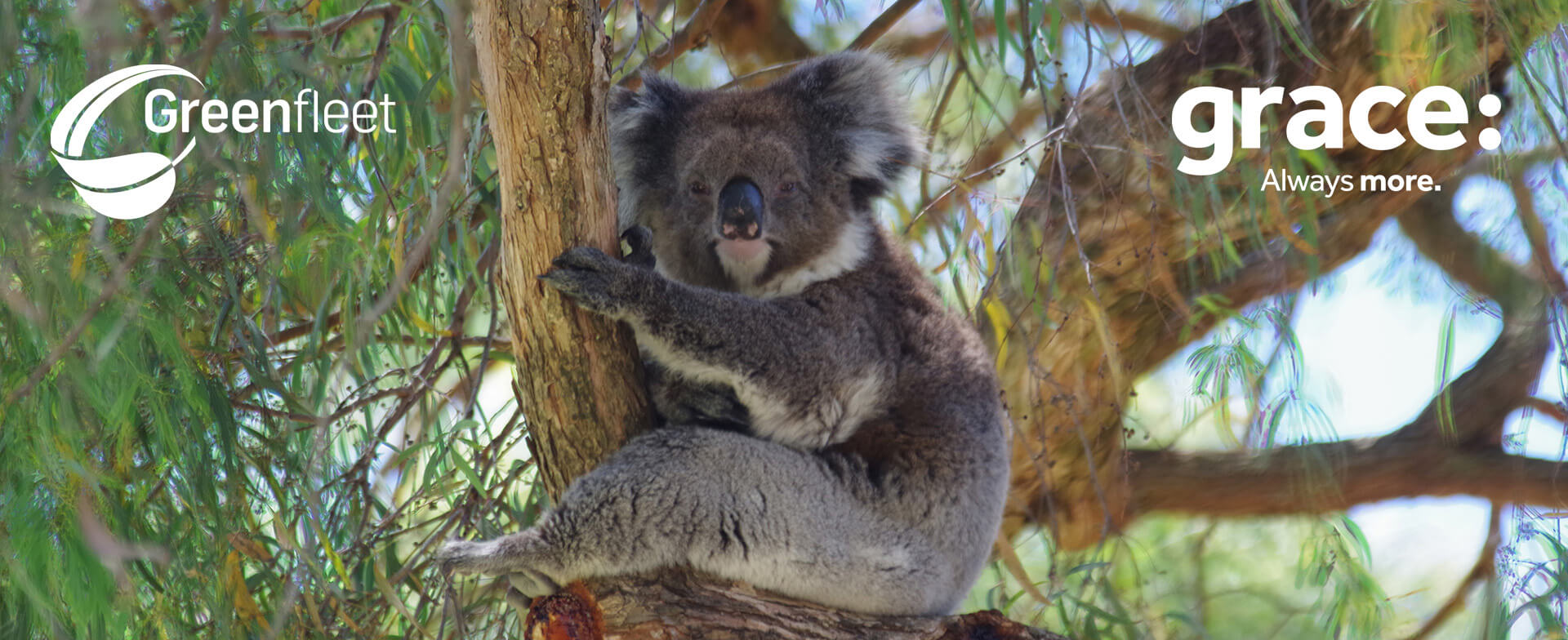 Greenfleet Grace Koala